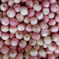 2016 New Crop paper Bagged Gala Apple